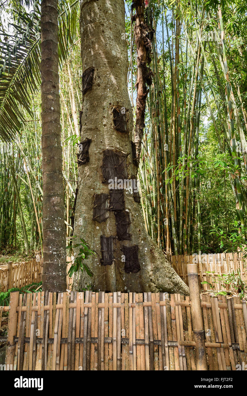 Kambira. Grand vieil arbre contenant plusieurs tombes de bébé. Certains d'entre eux ont plus de 100 ans. Tana Toraja. Sulawesi du Sud. Je Banque D'Images