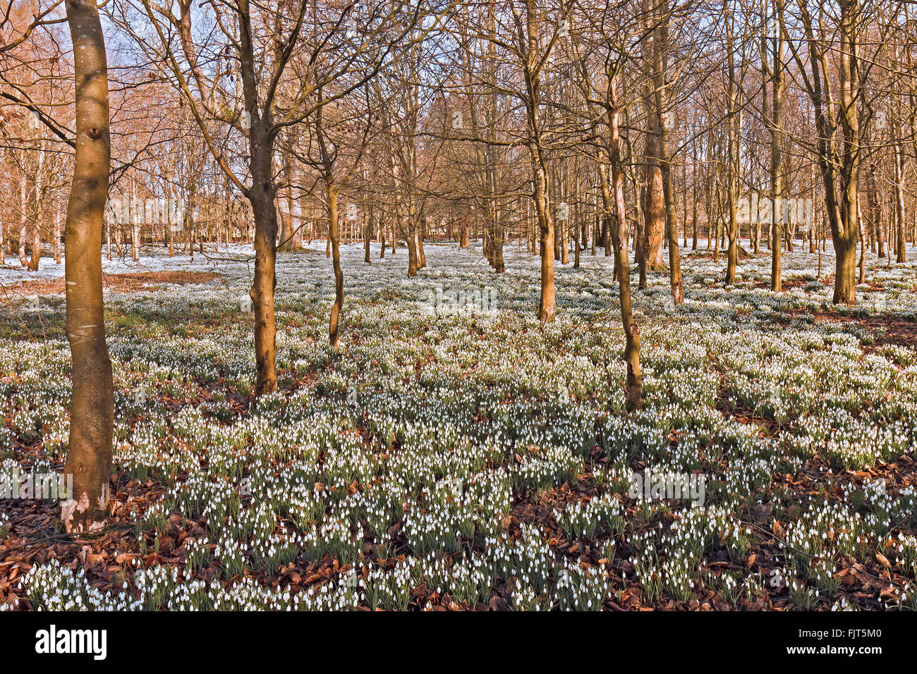 UK Berkshire Welford Park perce-neige Banque D'Images