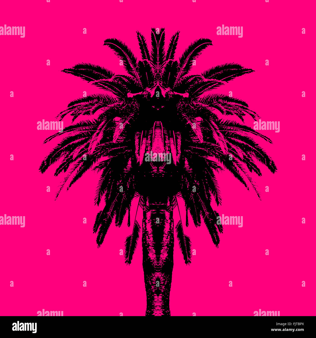 Palm Tree symétrique Banque D'Images