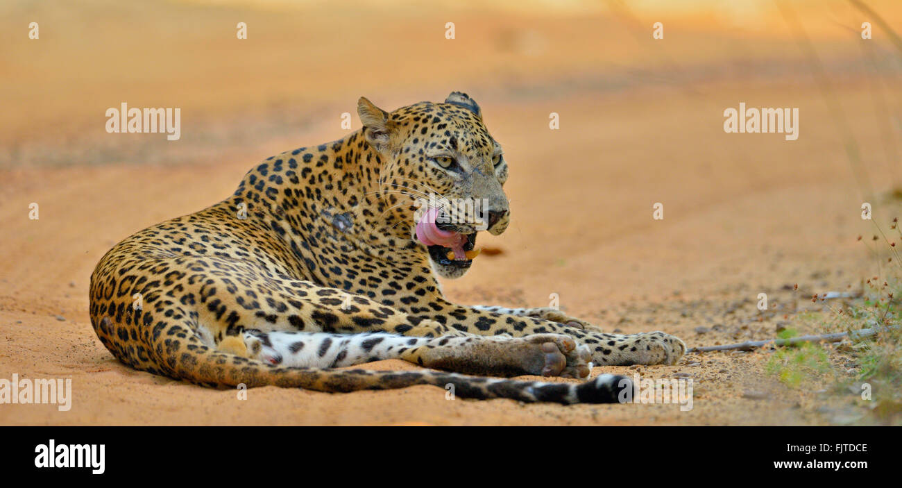 Sri-Lankais leopard (Panthera padres kotiya) reposant sur une piste forestière de sable rouge dans le parc national de Wilpattu Sri Lanka. Banque D'Images