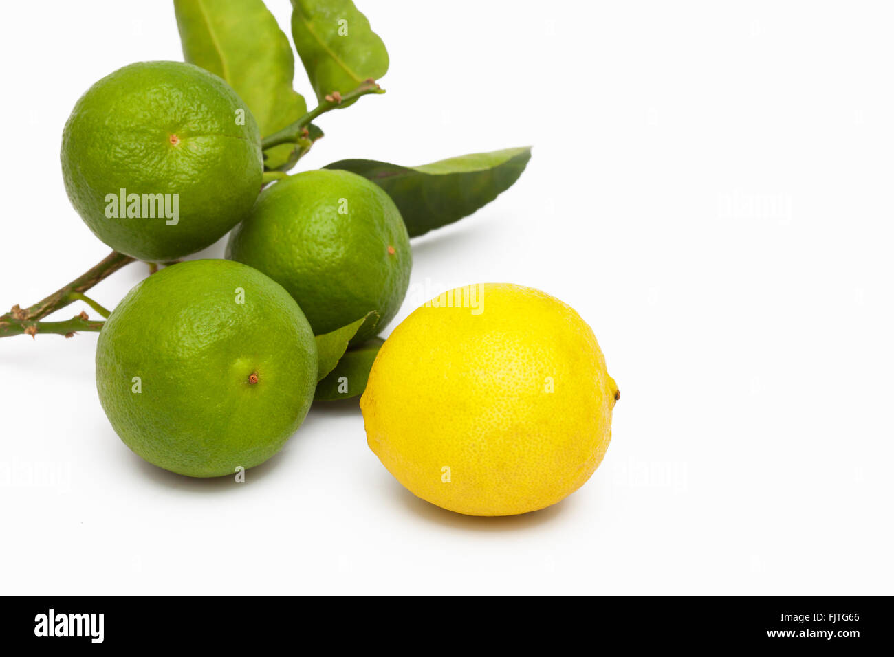 Limes clés fraîchement cueillies à partir d'un jardin en Floride Banque D'Images
