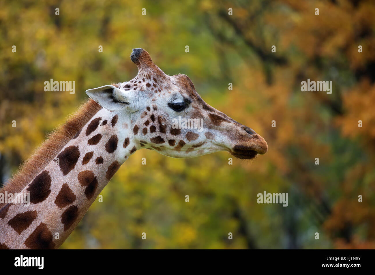 Girafe, un portrait à l'état sauvage Banque D'Images