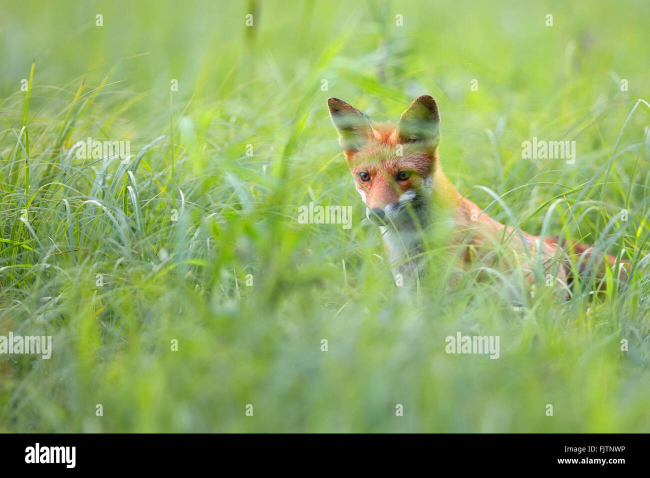 Fox dans l'herbe à l'état sauvage Banque D'Images