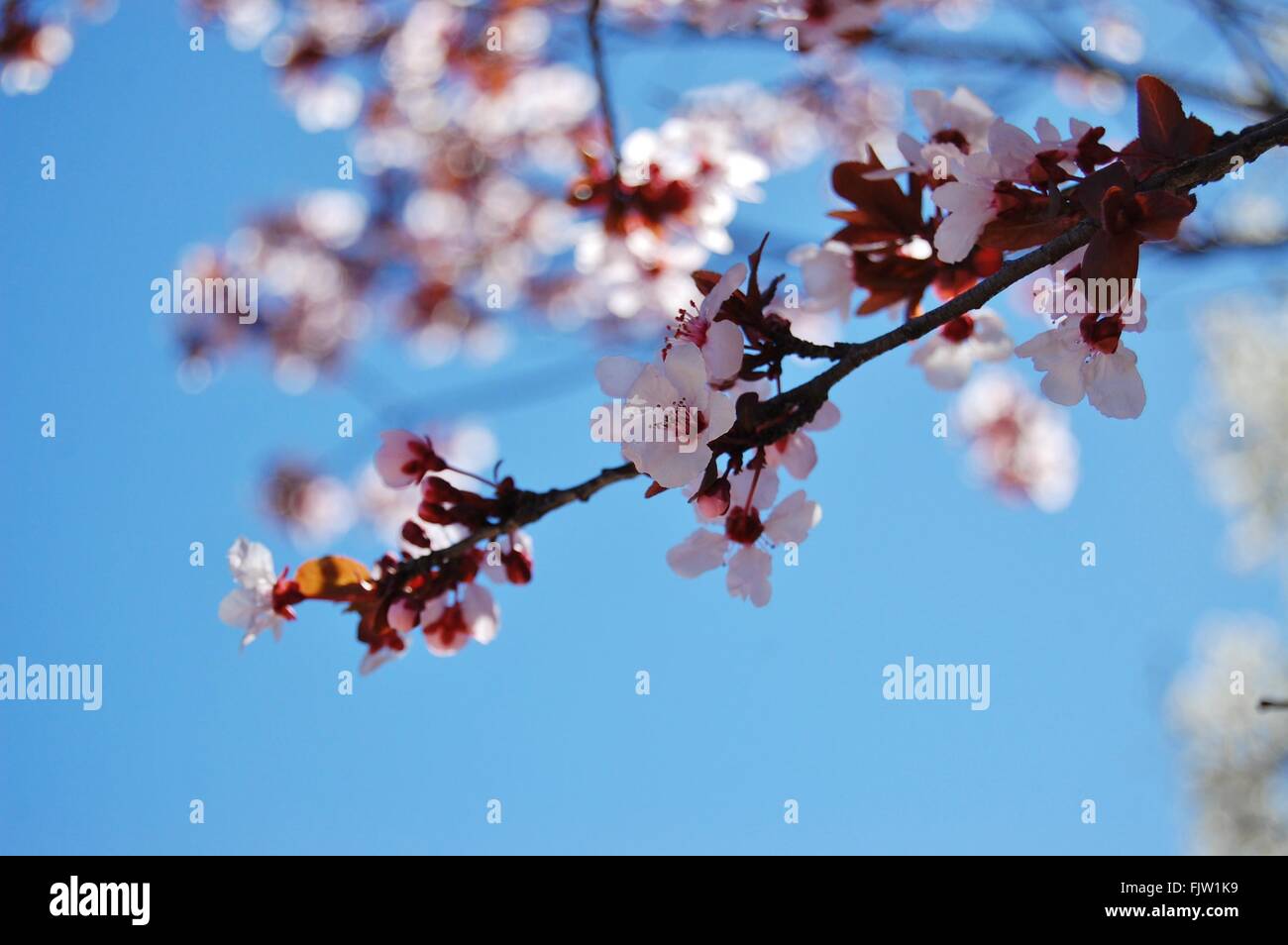 Un Japanese Cherry Blossom tree fleurs au printemps Banque D'Images