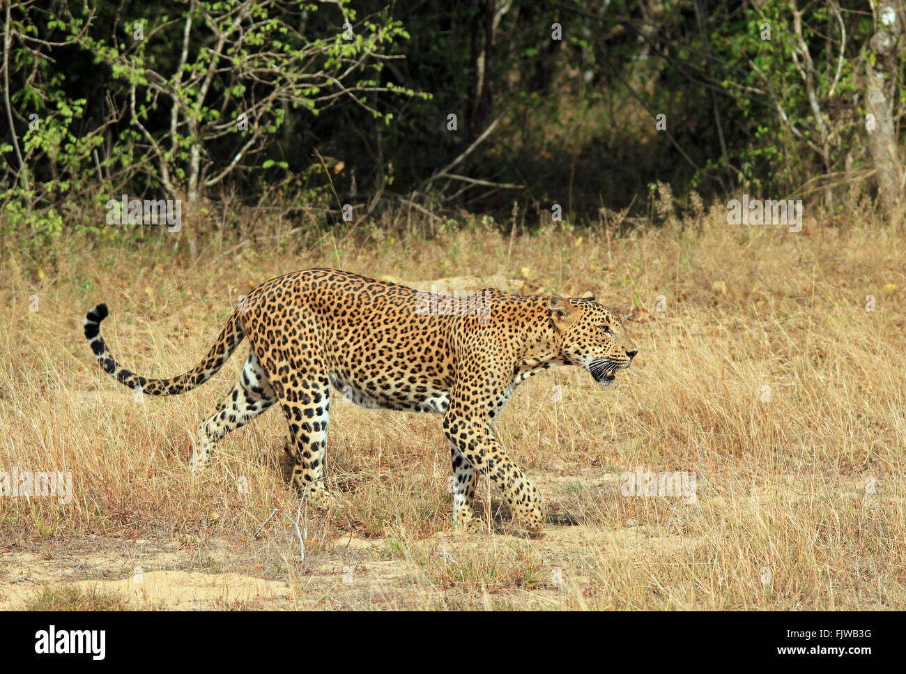 Sri-Lankais Leopard (Panthera pardus Kotiya) Marcher dans l'herbe, Yala, au Sri Lanka Banque D'Images