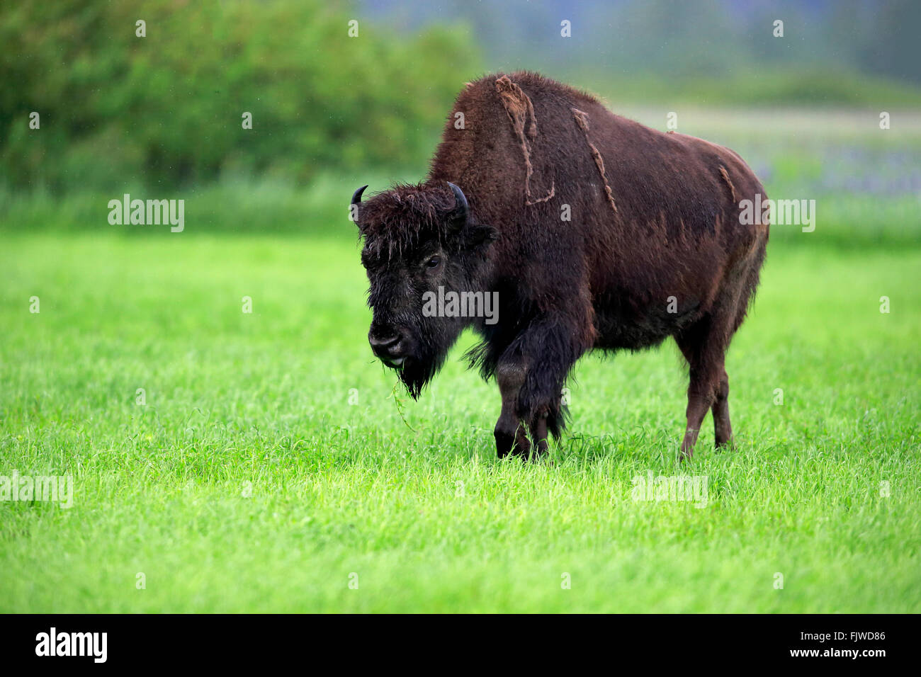 Le bison des bois des profils à la recherche de nourriture de la faune de l'Alaska Anchorage Alaska États-Unis Centre de conversation / Amérique du Nord (Bison bison Banque D'Images