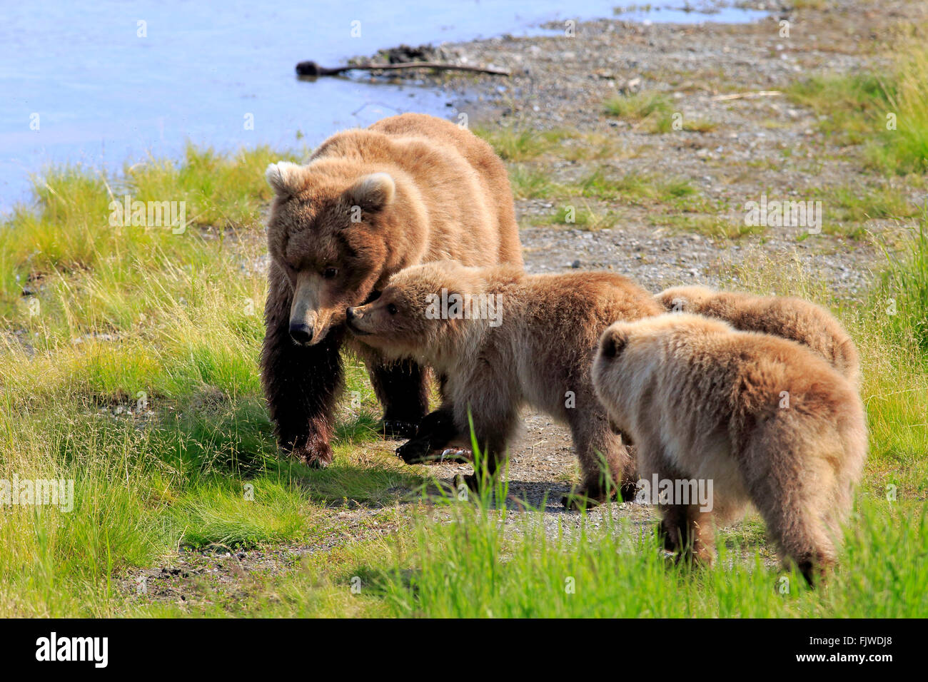 Le grizzli, la mère avec youngs, Brookes River, Katmai Nationalpark, Alaska, USA, Amérique du Nord / (Ursus arctos horribilis) Banque D'Images