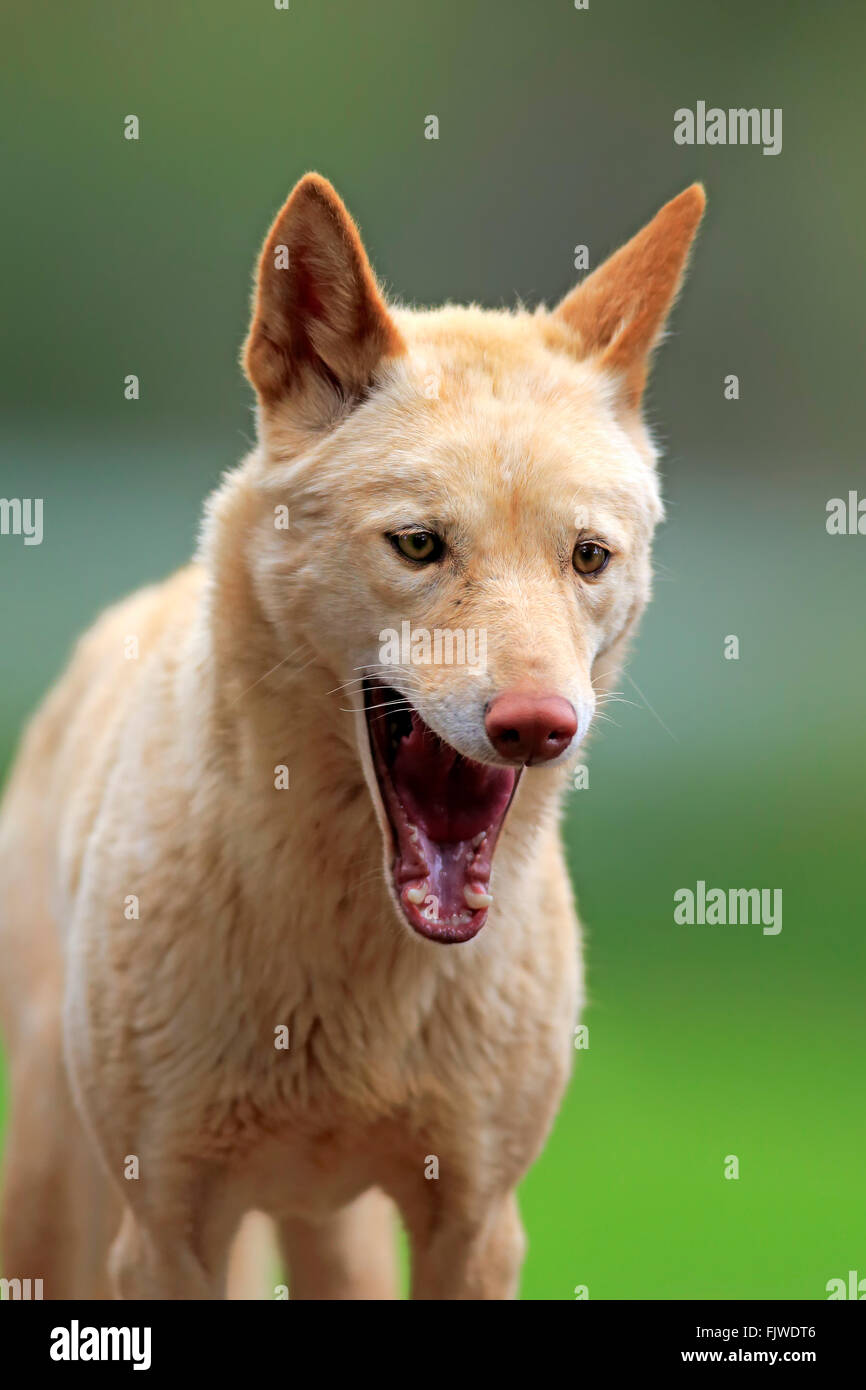 Dingo, Australie / (Canis familiaris dingo) Banque D'Images