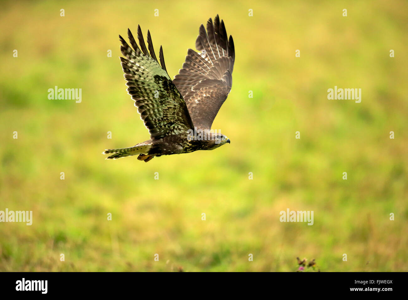 Buse variable, des profils battant, Eifel, Allemagne, Europe / (Buteo buteo) Banque D'Images