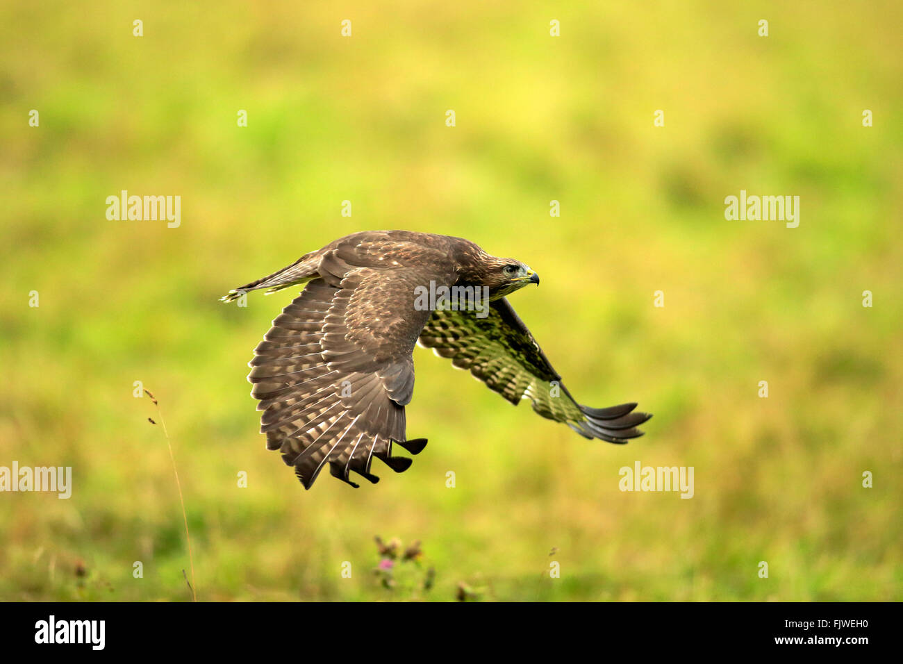 Buse variable, des profils battant, Eifel, Allemagne, Europe / (Buteo buteo) Banque D'Images