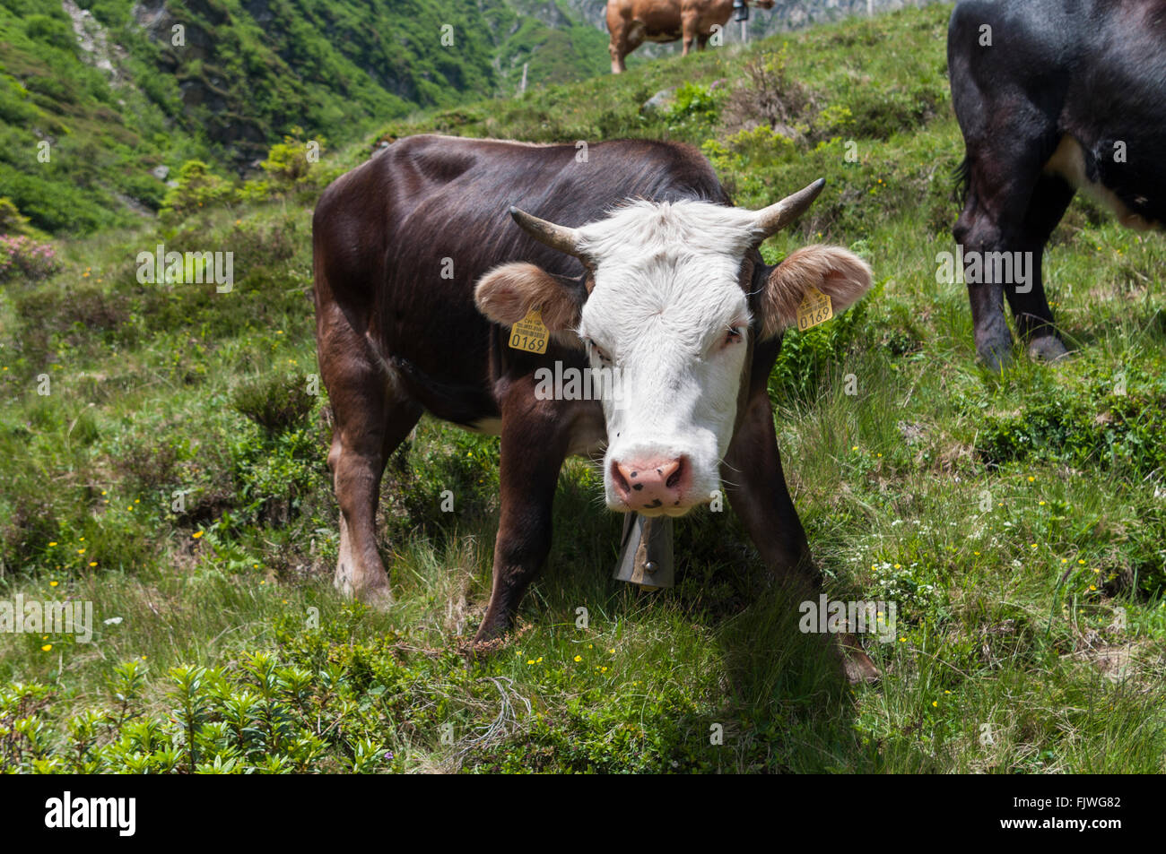 En colère à la recherche du bétail sur une prairie de montagne en Suisse. Banque D'Images