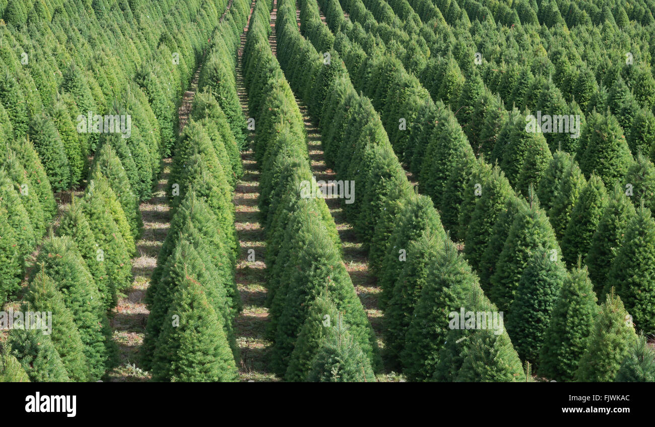 Un modèle biologique d'arbres de Noël forment un agréable design. Banque D'Images