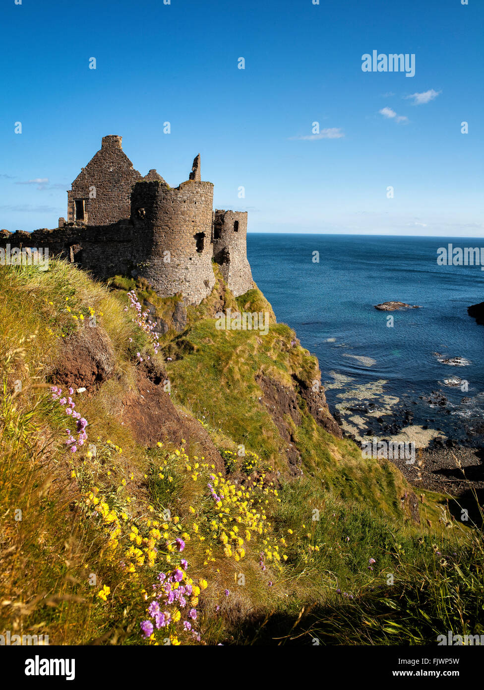 Les fleurs du printemps le château de Dunluce Portrush Roches Blanches Banque D'Images