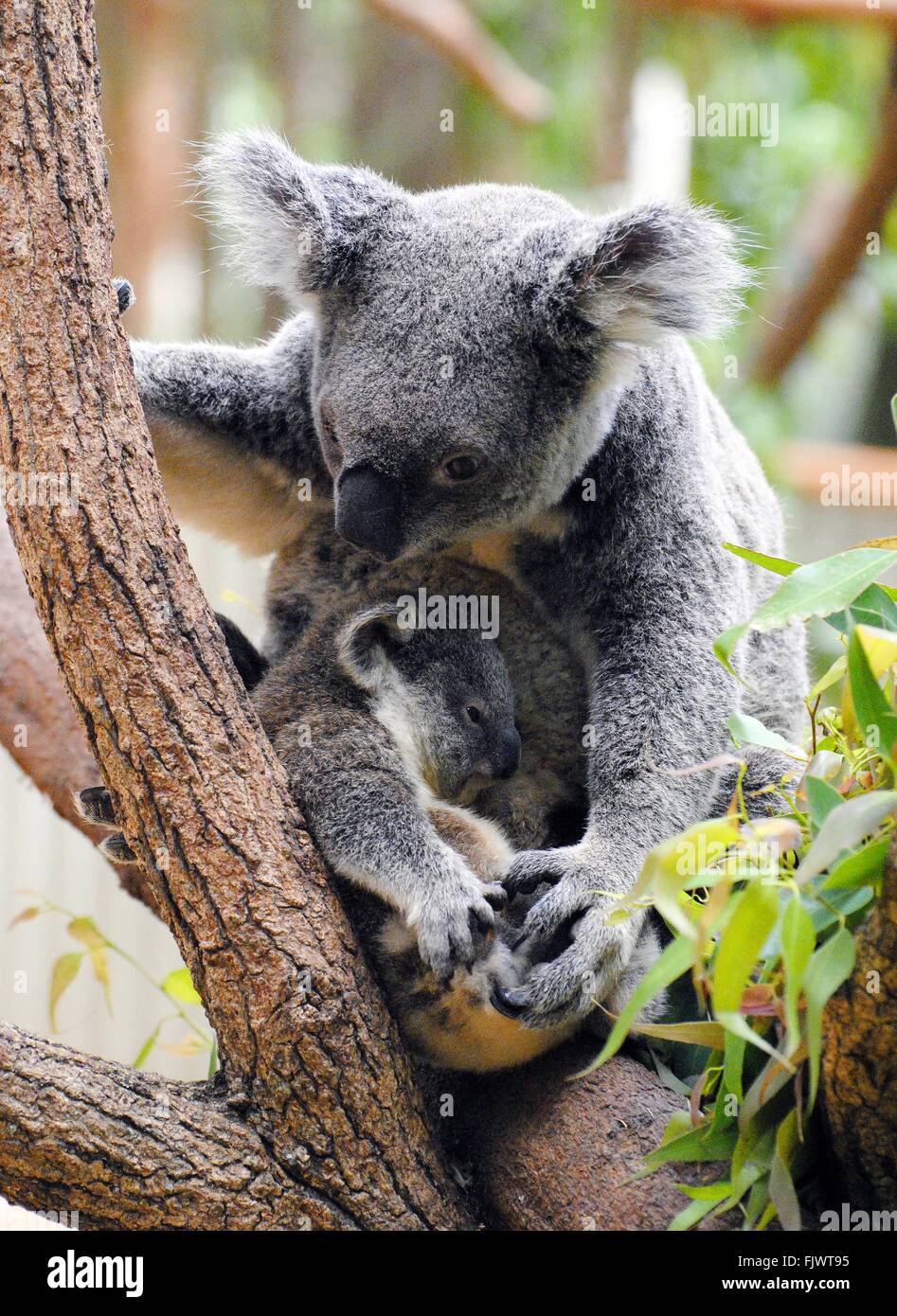 Maman Koala Avec Son Bebe Photo Stock Alamy