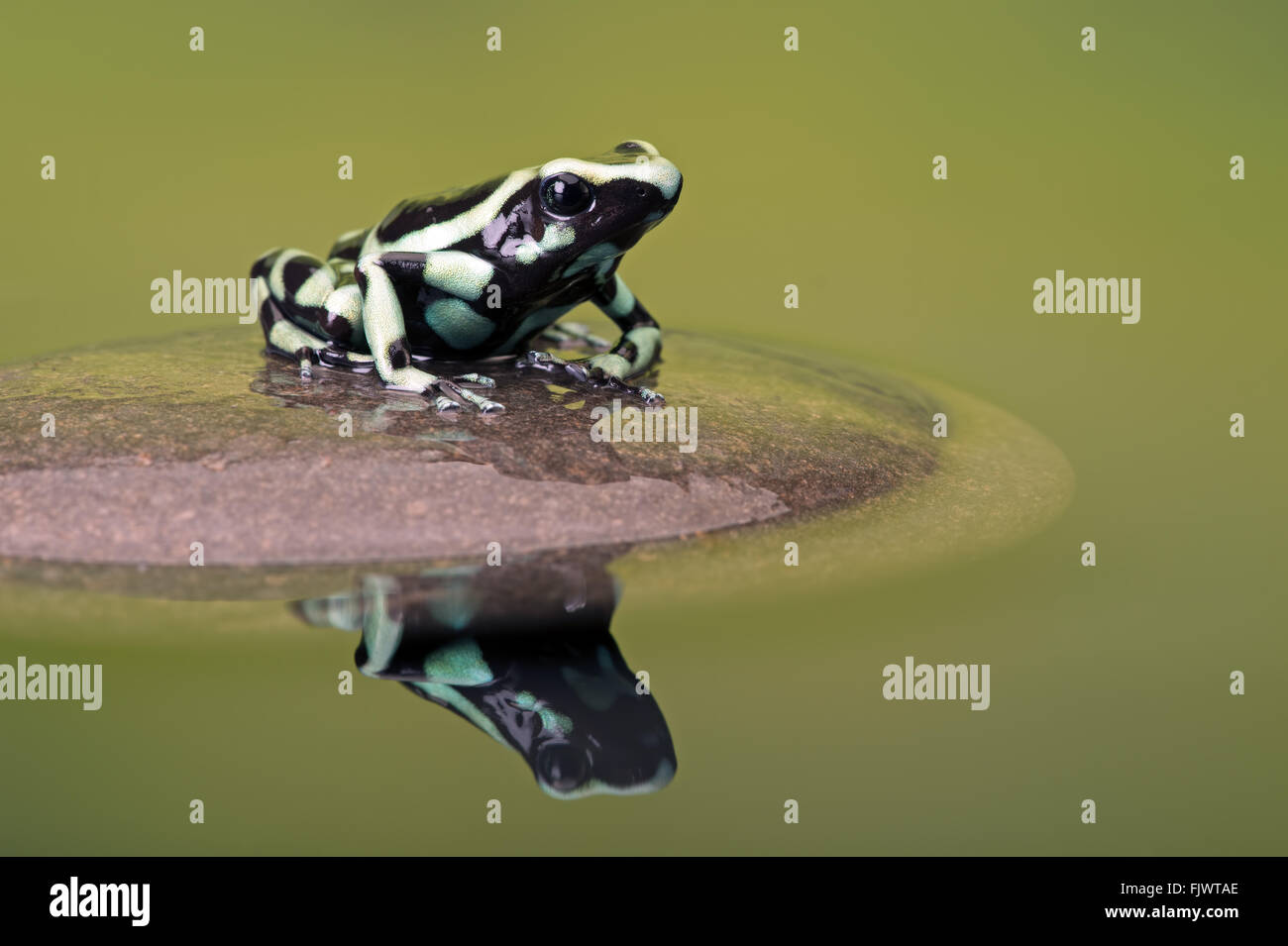 Poison Dart Frog (Dendrobates auratus) Banque D'Images