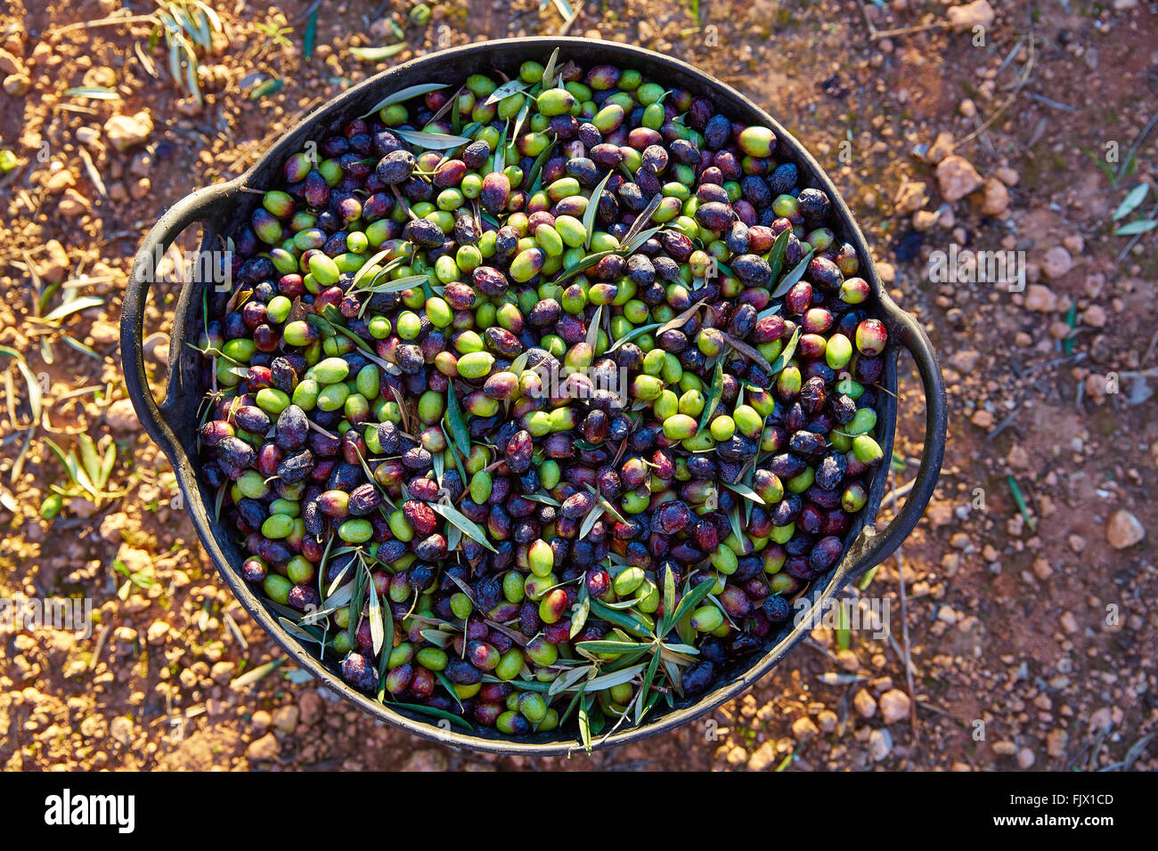 La récolte des olives de l'agriculture en Méditerranée au panier fermier  Photo Stock - Alamy