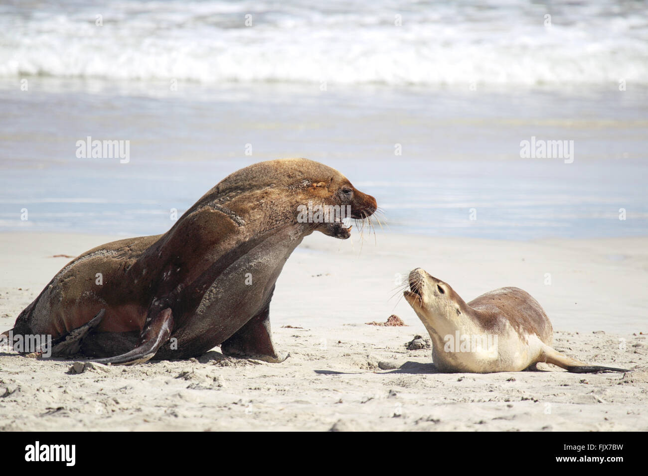 Les lions de mer australiens (Neophoca cinerea) sur la plage de Seal Bay, Kangaroo Island, Australie du Sud, Australie. Banque D'Images