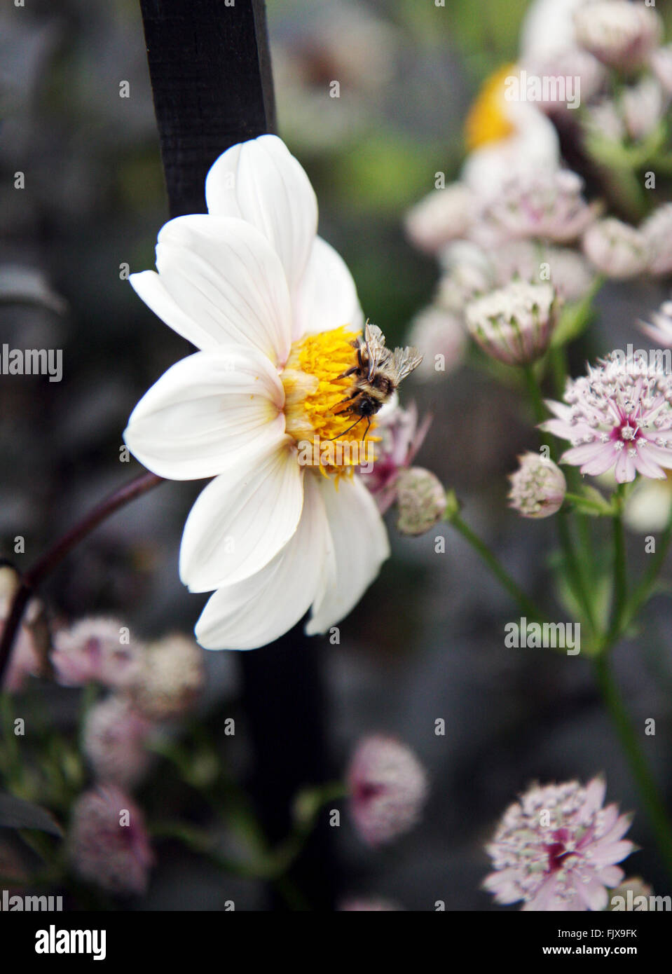 Abeille sur fleur Banque D'Images