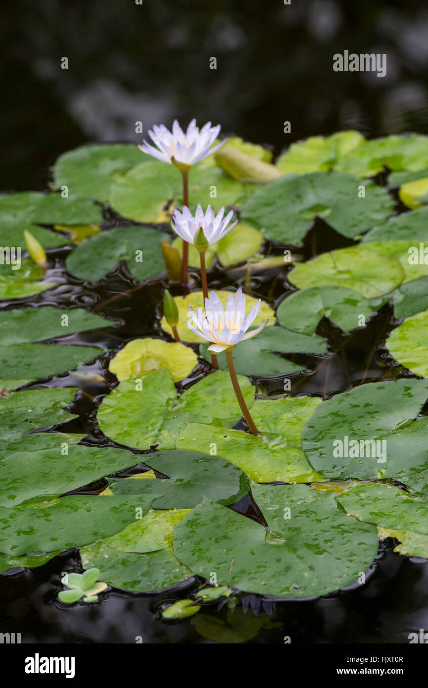 Nymphaea x daubenyana. Les fleurs de nénuphar Tropical Botanical Gardens à Oxford. Oxford, Angleterre Banque D'Images