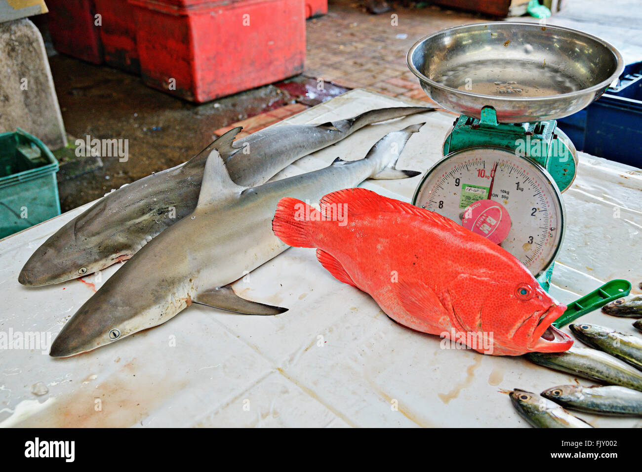 Marché au poisson de requins à Kuala Terengganu, Malaisie. Banque D'Images