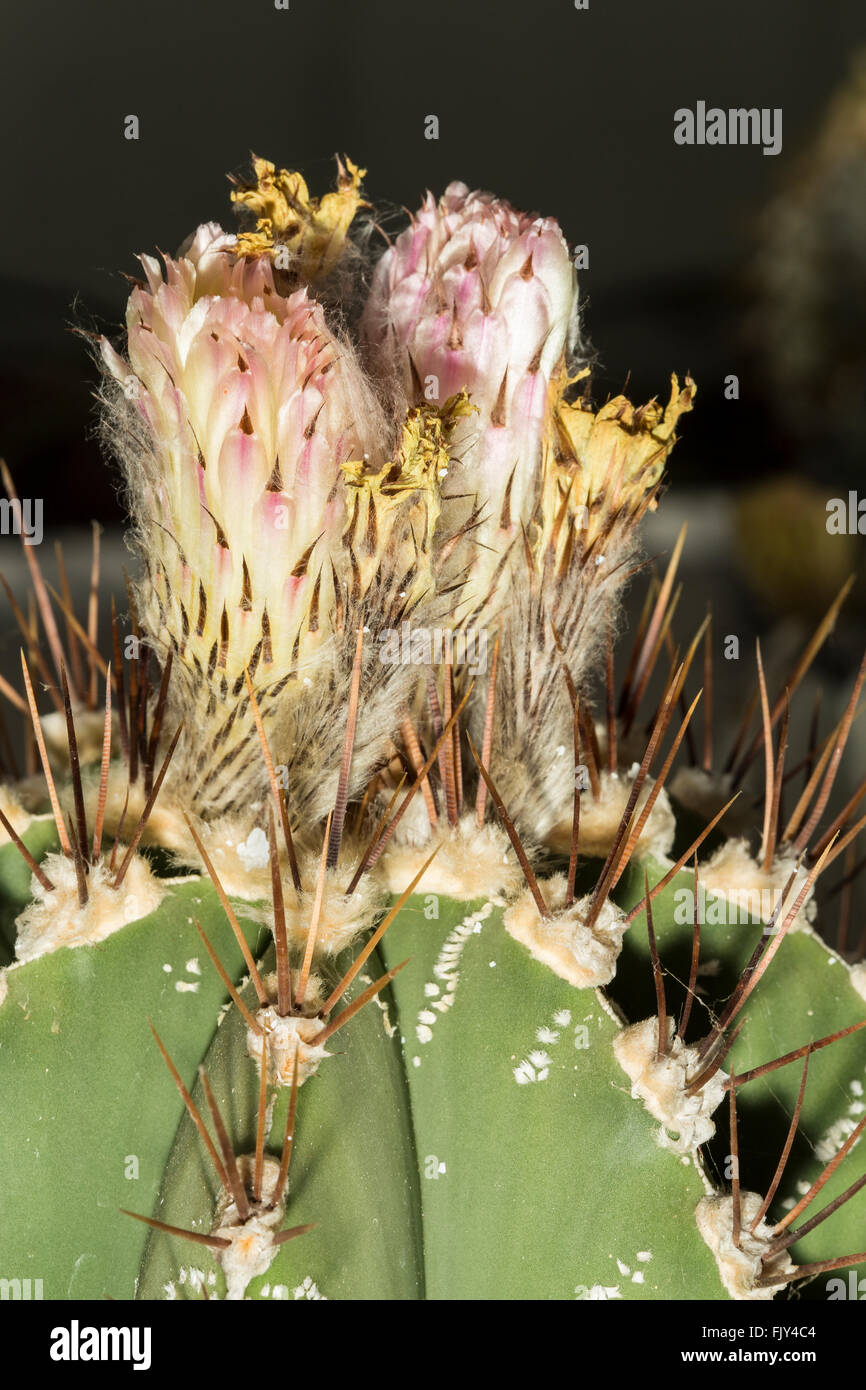 Vue rapprochée de la fleur d'un cactus Ancistrocactus scheeri, connu sous le nom de cap de l'évêque Banque D'Images