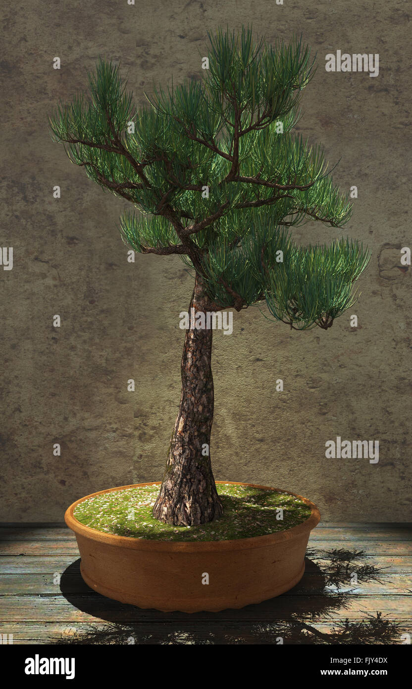 Bonsaï arbre décoratif Banque D'Images