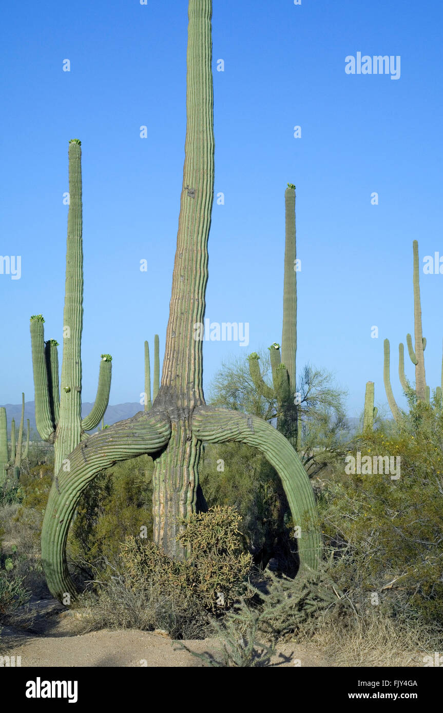Cactus Saguaro (Carnegiea gigantea / Cereus giganteus) avec des branches de fléchissement causés par le gel ou la neige, désert de Sonora, en Arizona Banque D'Images