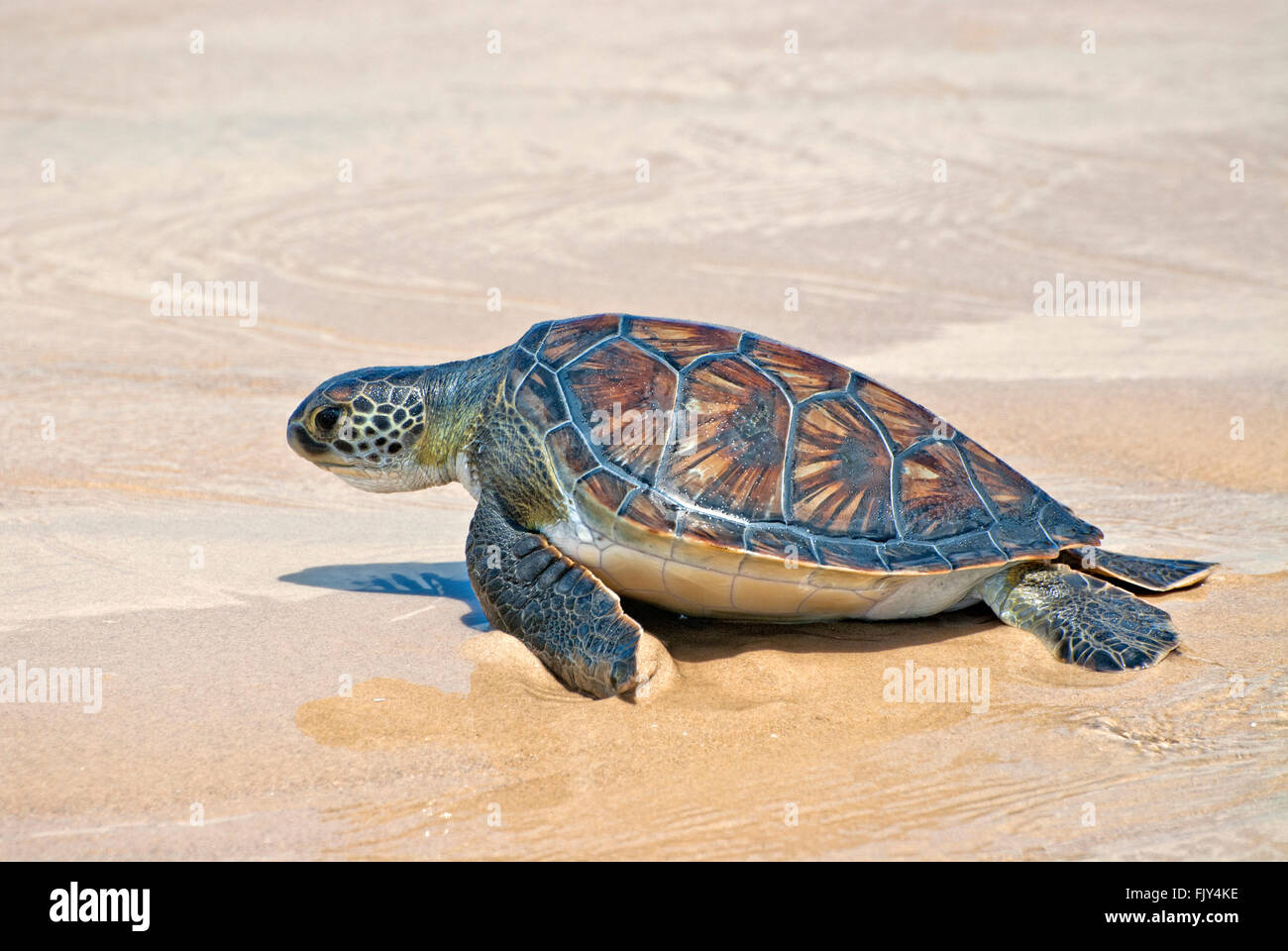 Tortue de mer verte , Chelonia mydas, retour à la mer Banque D'Images