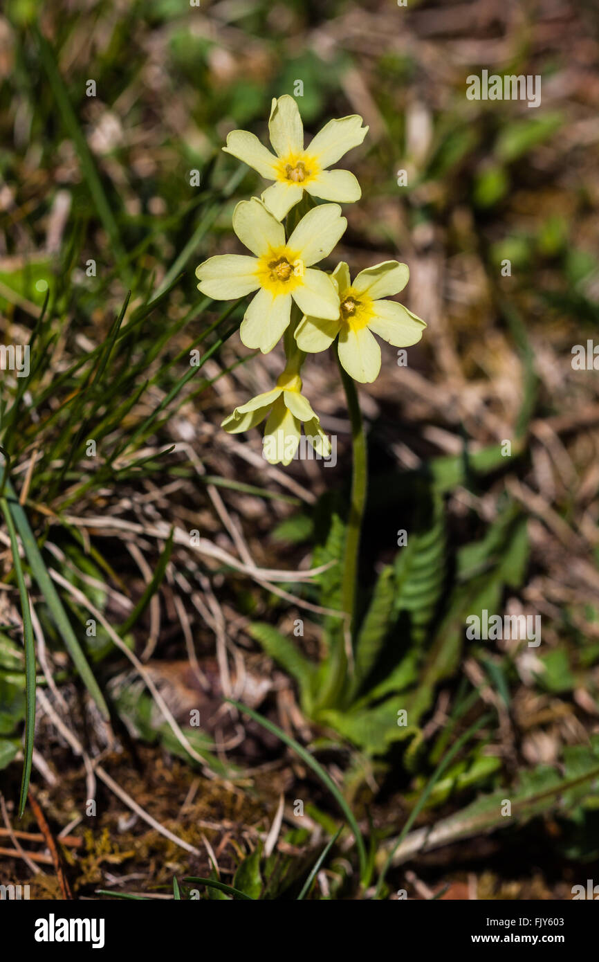 Les trois seules flower Banque D'Images