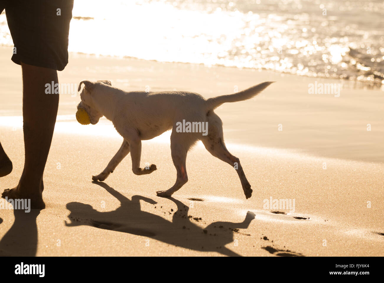 Transport chien balle sur la plage en été. Banque D'Images