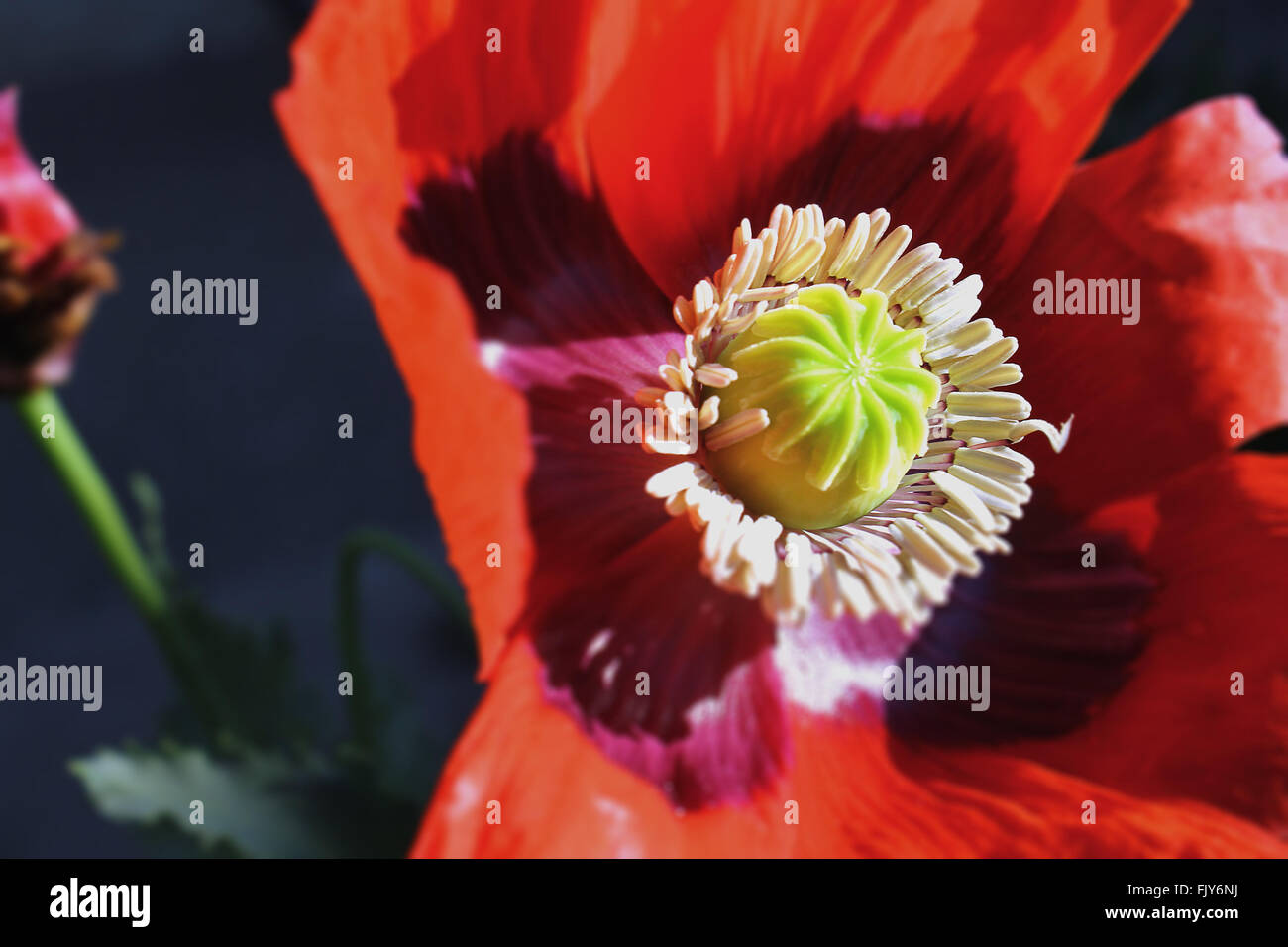 Pavot Rouge dans le jardin Banque D'Images