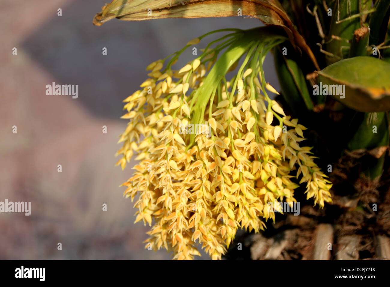 Phoenix roebelenii, Pygmy date palm, petites à moyennes avec des arbres à croissance lente des feuilles composées pennées et petites fleurs Banque D'Images