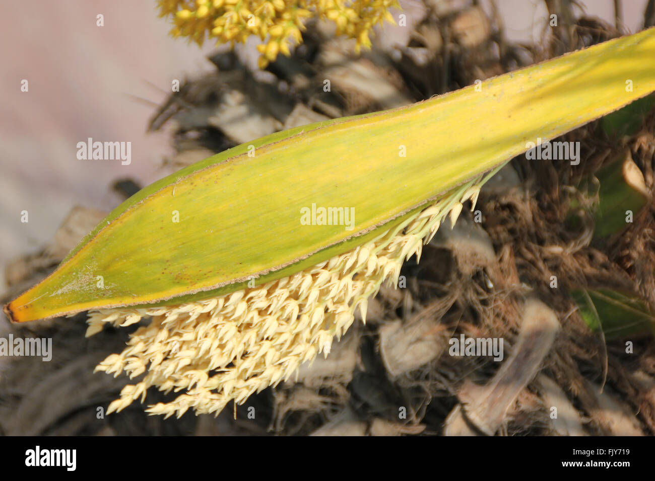 Phoenix roebelenii, Pygmy date palm, petites à moyennes avec des arbres à croissance lente des feuilles composées pennées et petites fleurs Banque D'Images