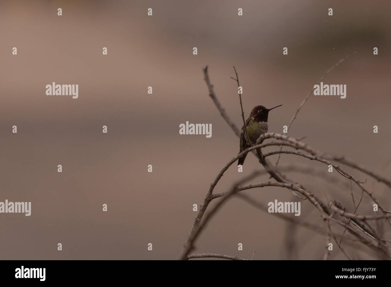 Homme Annas Hummingbird, Calypte anna, est un oiseau rouge et vert assis dans un arbre au sanctuaire de faune de San Joaquin, au Sud Banque D'Images Homme Annas Hummingbird, Calypte anna, est un oiseau rouge et vert assis dans un arbre au sanctuaire de faune de San Joaquin, au Sud Banque D'Images