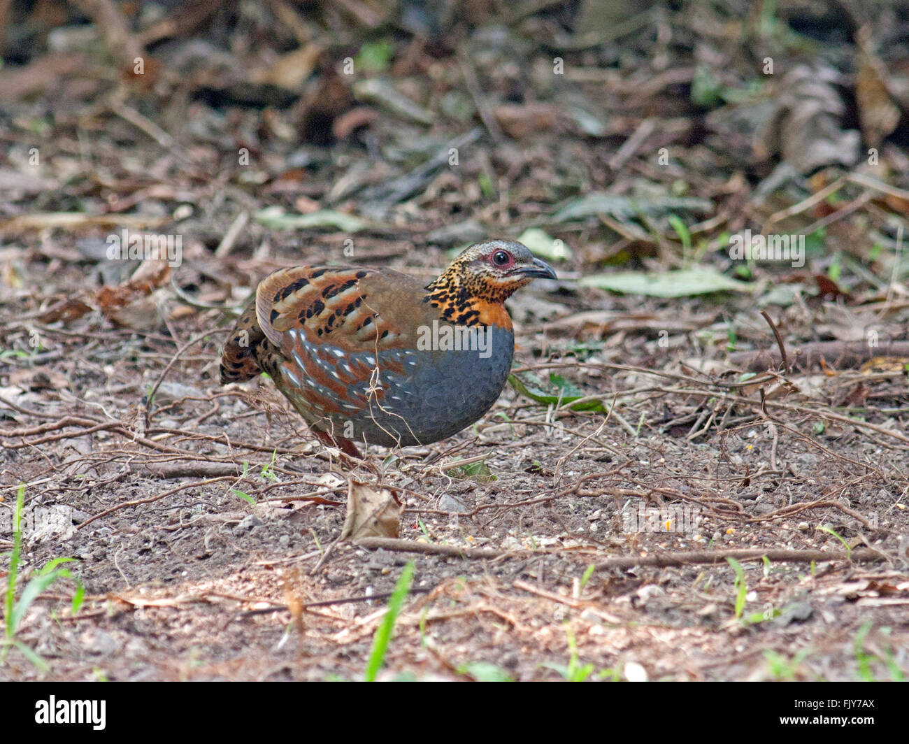 Un Bruant à gorge blanche (Partridge Arborophila rufogularis) en quête de nourriture sur le sol de la forêt en Thaïlande Banque D'Images