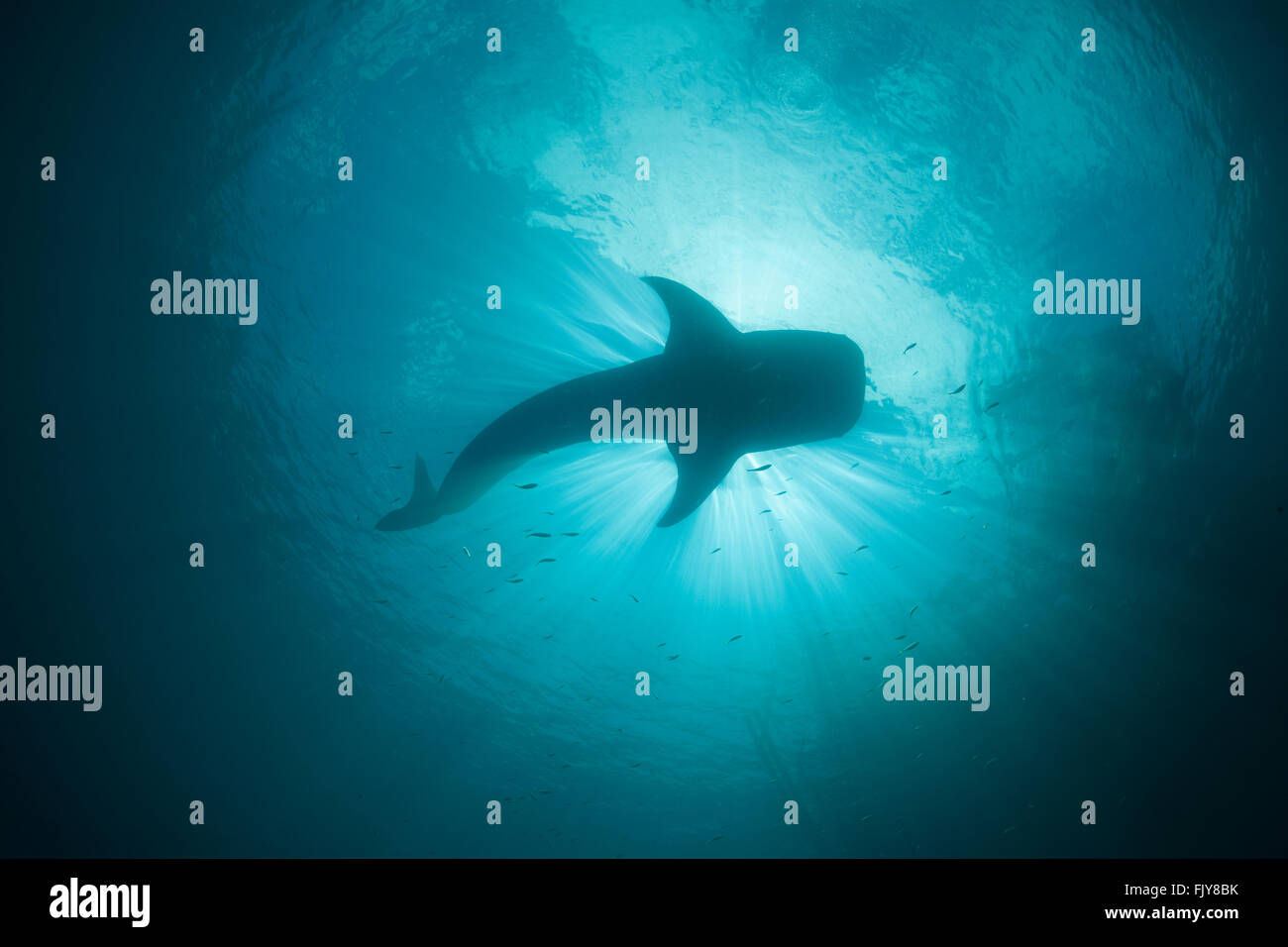 La pêche du requin-baleine, près d'un dispositif appelé "Bagan'. Bagans sont de grands bateaux ancrés fixes qui ont un ourigger spanning net f Banque D'Images