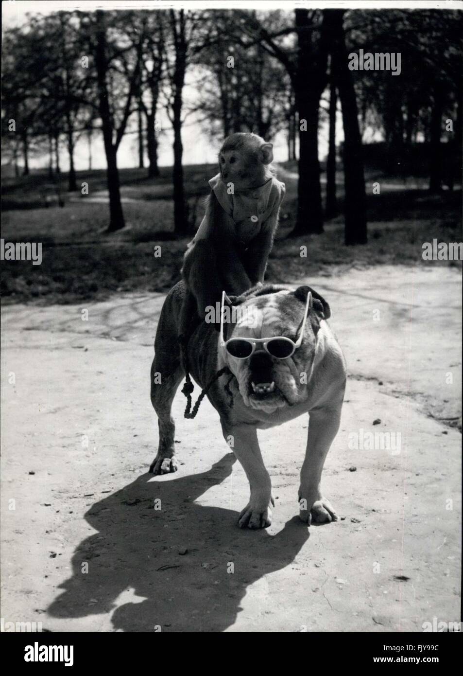 1952 - Rocky - et son jockey : Parfait Pais : Jenny, le singe rhésus, aime à apparaître sur Hampstead Heath monté sur son pal, Rocky, le Bulldog's back pain. Quand le soleil brille, elle lui donne une paire de lunettes de soleil, aussi. Les deux sont copines et animaux domestiques de M. Rogers de Hampstead, Londres. © Keystone Photos USA/ZUMAPRESS.com/Alamy Live News Banque D'Images