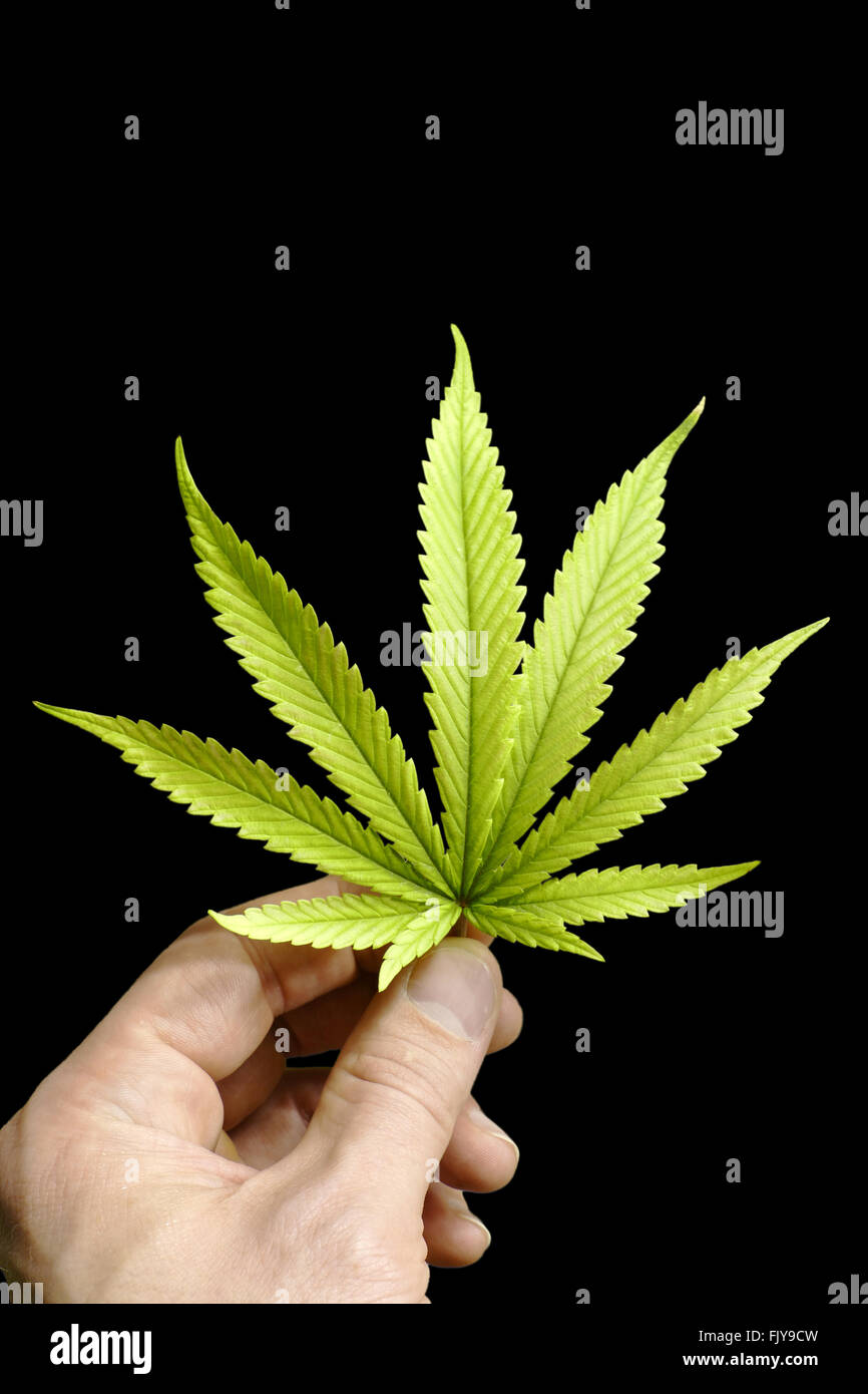 Main tenant des feuilles de marijuana parfaite isolés par Fond noir Banque D'Images