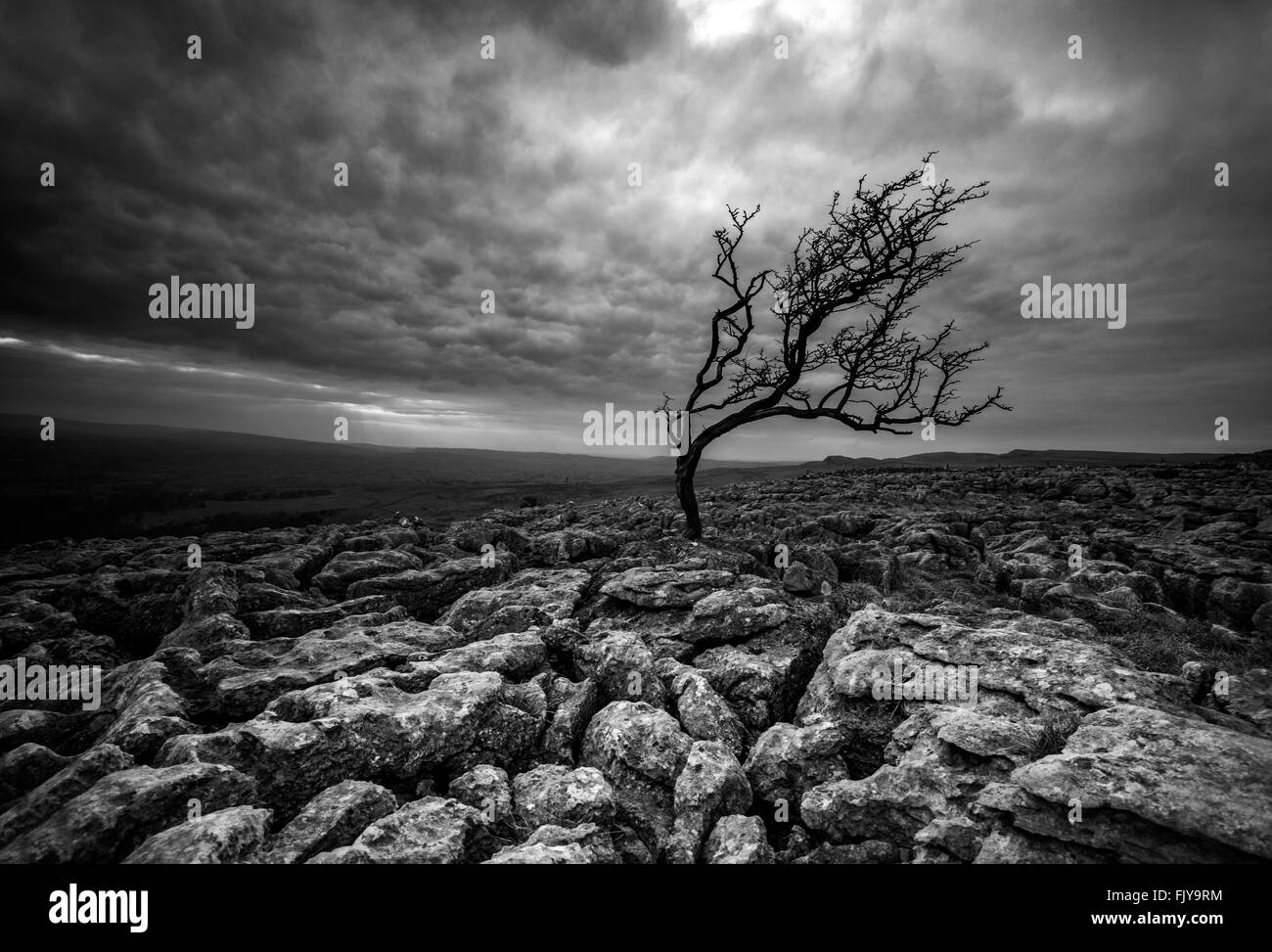 Lone Tree sur le trottoirs de calcaire fin cicatrice Twistleton, Ingleton Yorkshire Dales National Park England UK Banque D'Images