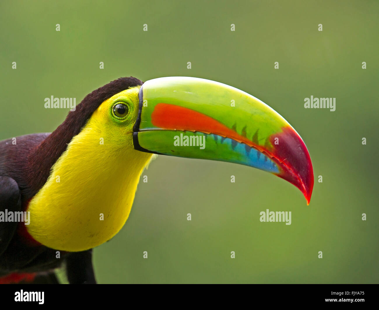 Keel-billed toucan a bec et de la tête Banque D'Images