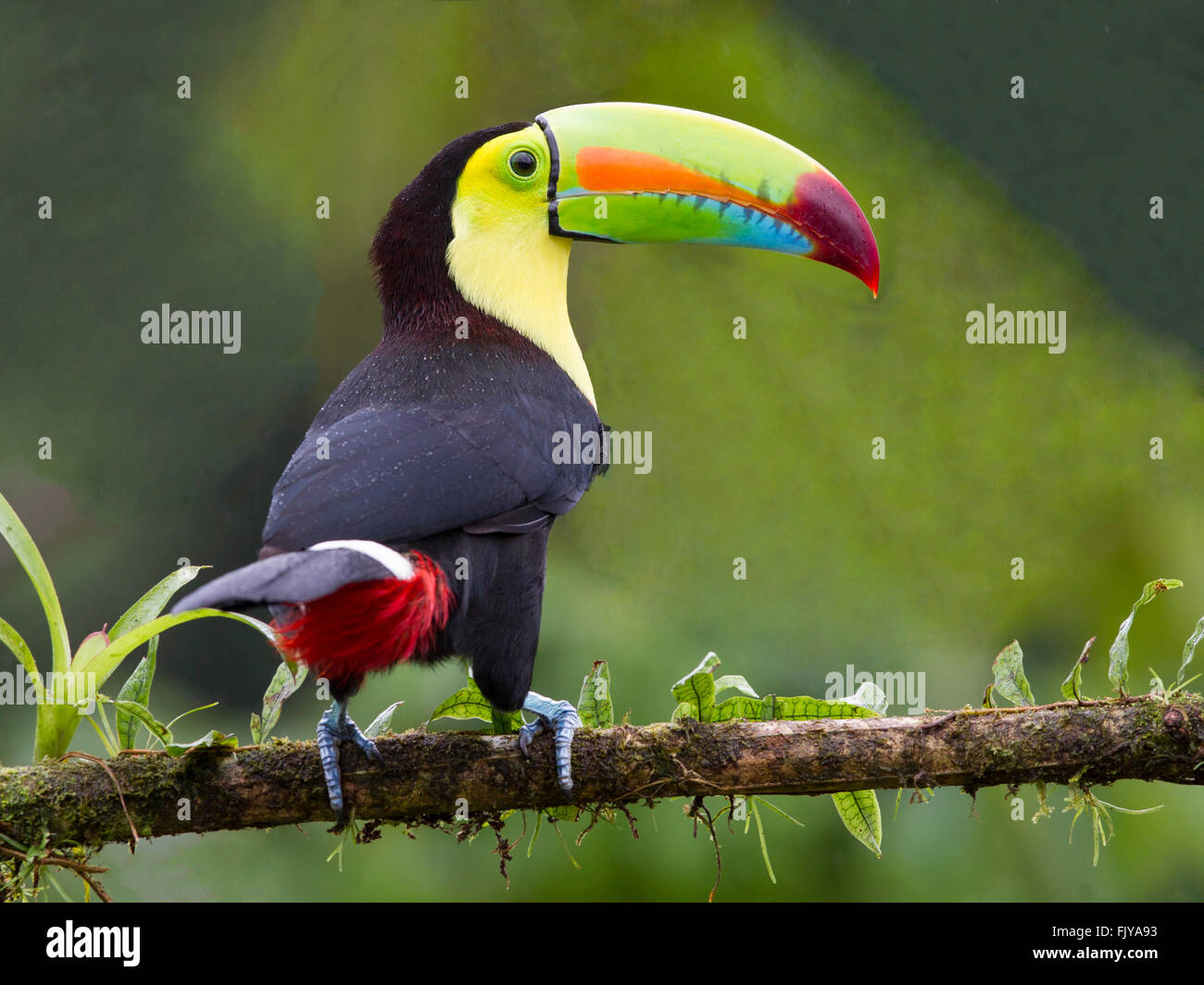 Keel-billed toucan perché sur une branche Banque D'Images