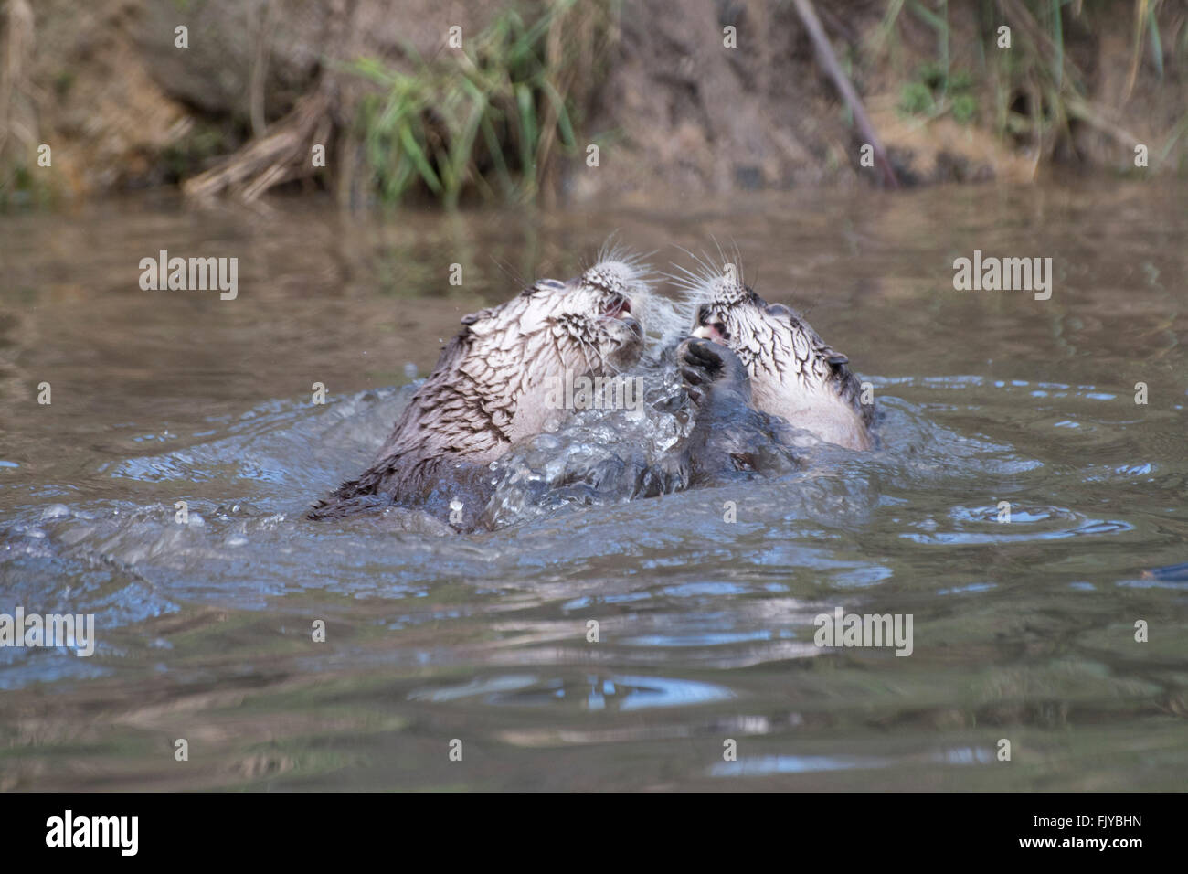 L'Amérique du Nord La loutre de rivière (Lontra canadensis) jouer la lutte contre Banque D'Images