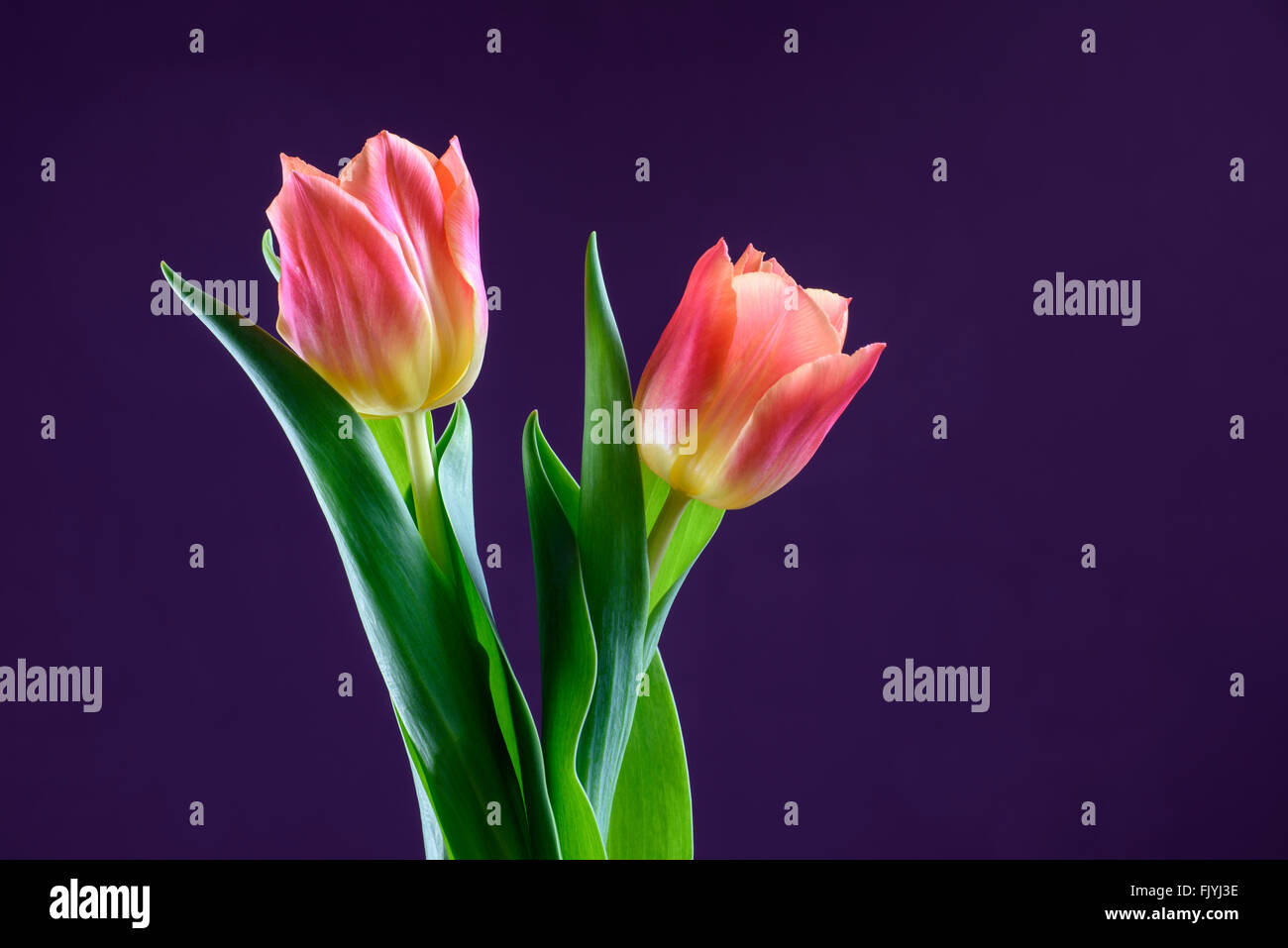 Une paire de fleurs tulipes orange contre un fond violet Banque D'Images