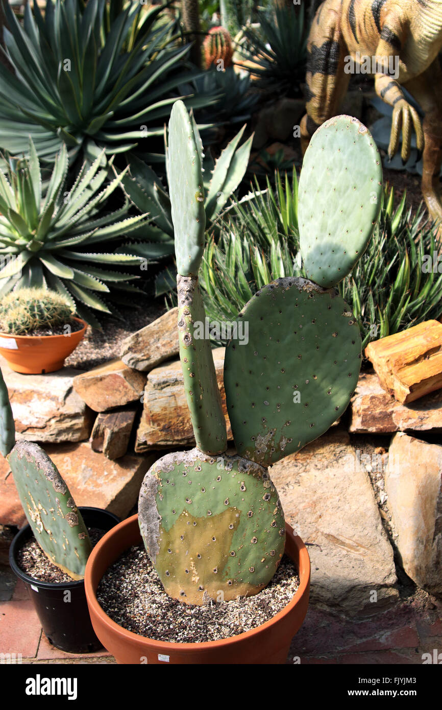 Opuntia ficus indica ou connu sous le nom de cactus Banque D'Images