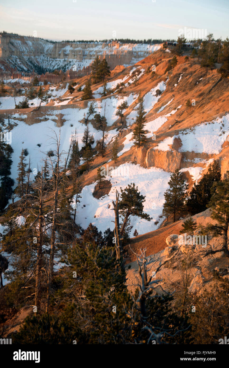 Neige au lever du soleil à Bryce Canyon National Park, Utah, USA. Banque D'Images