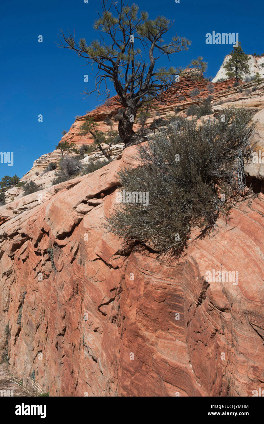 Des couches de roches colorées, Zion Canyon National Park, Utah, USA. Banque D'Images
