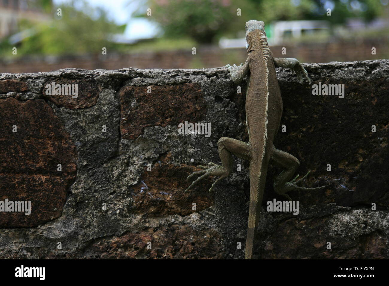 Un mur d'escalade de l'iguane en Guyane Banque D'Images