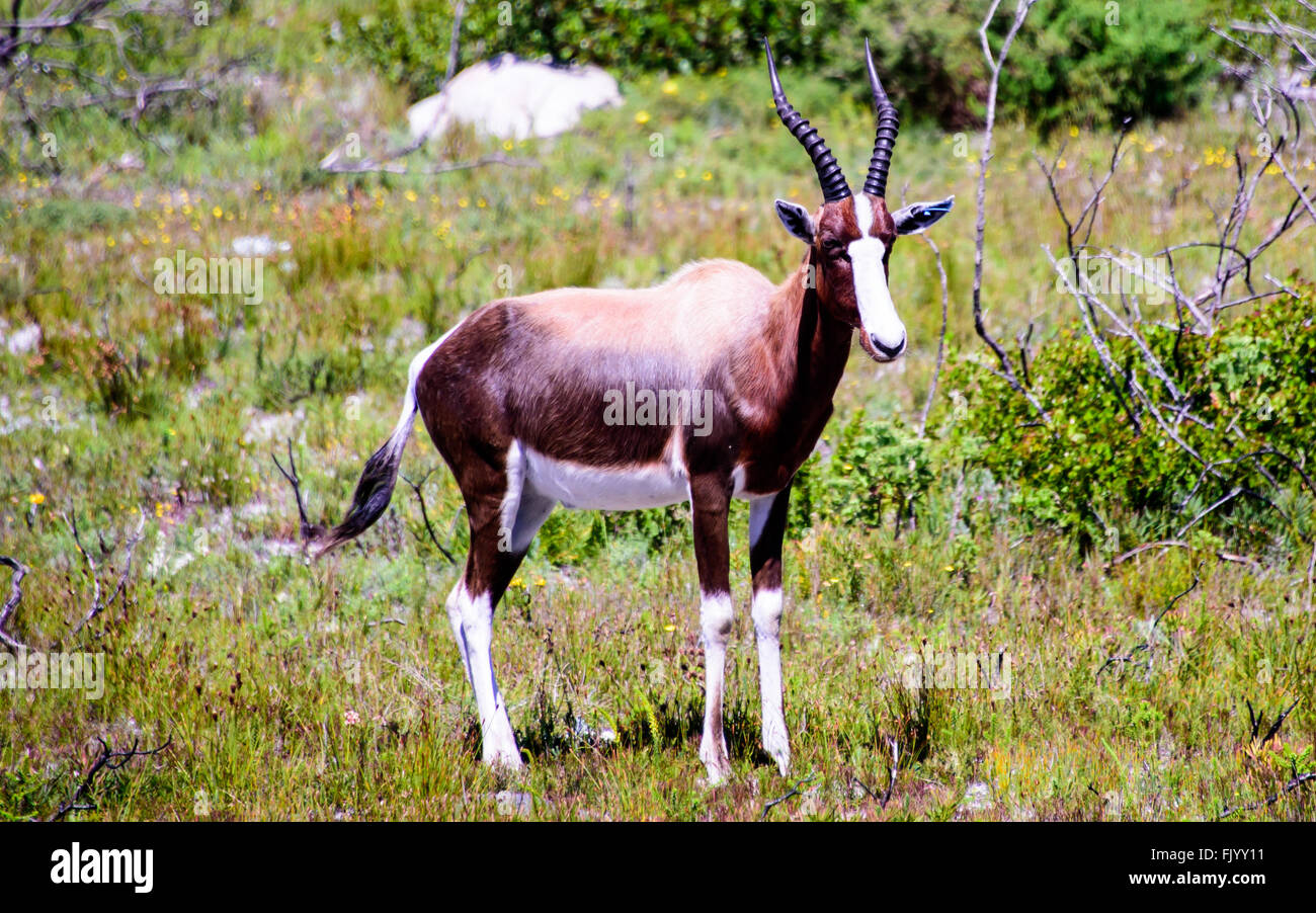 Bontebok posant Banque D'Images