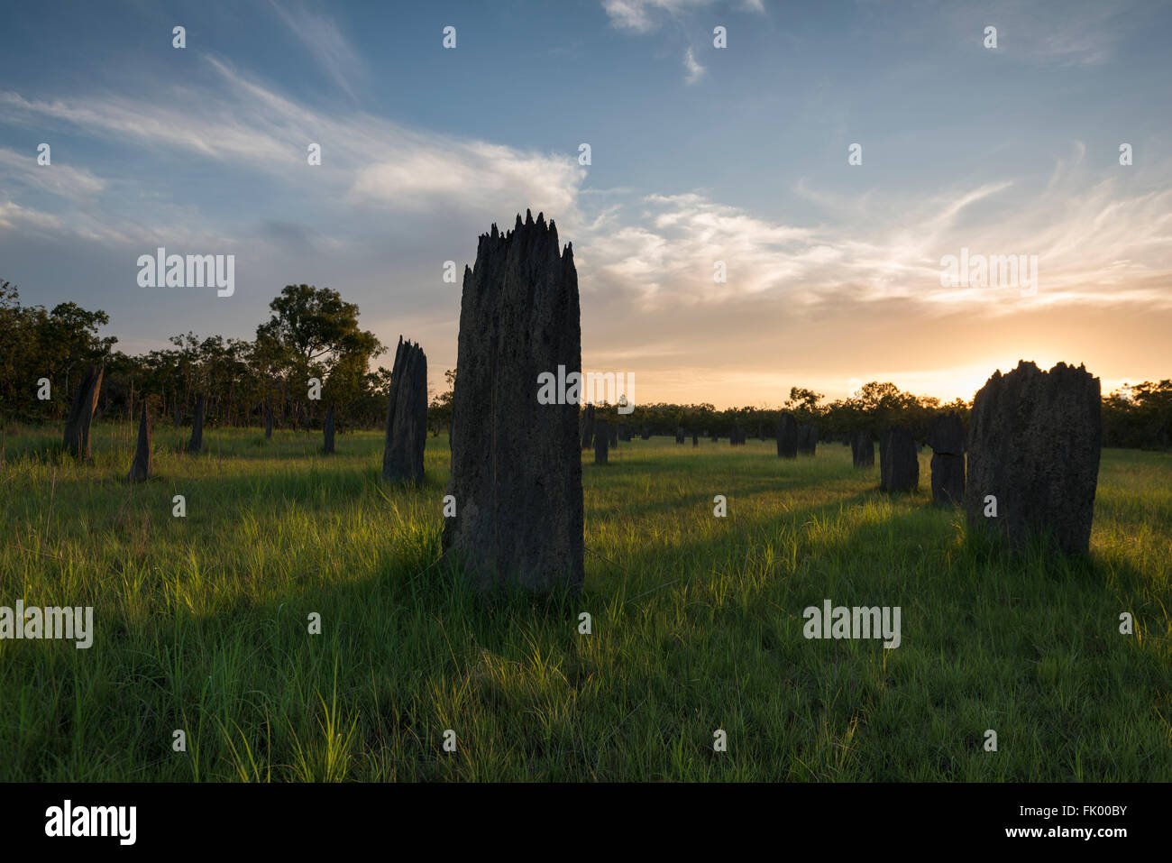 Termitières magnétiques au coucher du soleil dans la région de Litchfield National Park. Le termite boussole (Amitermes meridionalis et A. laurensis) bui Banque D'Images