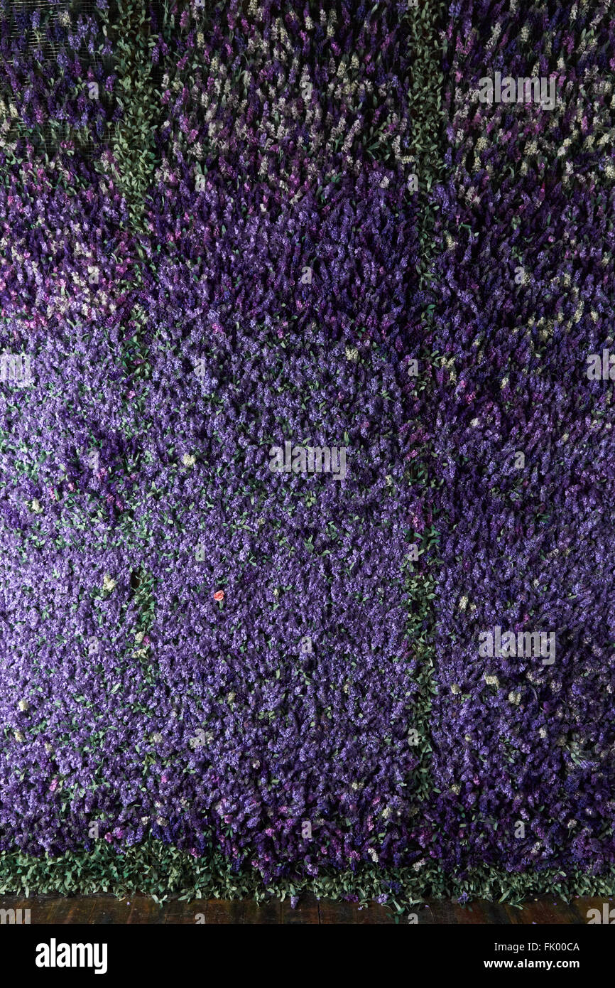 Mur de fleurs de lavande , fleurs artificielles , éclairage volumétrique , vues générales , vivre, bonne texture Banque D'Images